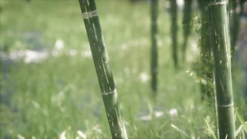 Grüne Bambusbäume Wald-Hintergrund