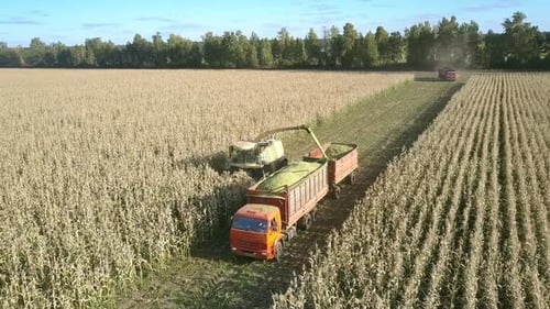 Harvesting Cornfield With Farm Equipment