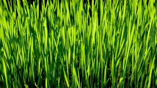 Green Wheat Sprouts