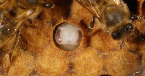 |European Honey Bee, apis mellifera, nymph who is not capped / we see his eyes and his waves