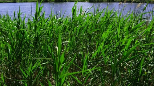 Reeds On The Wind In The Park At The Lake