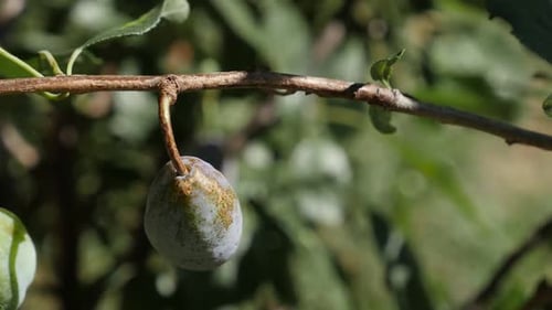 Vidéo HD DOF 1920X1080 au Ralenti au ralenti de pruniers biologiques - Gros plan de Prunus domestica slow