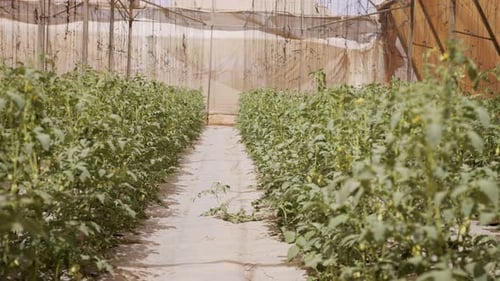 Rows of tomato plants inside greenhouse