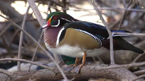 Pato de madera, draco de pie en un árbol