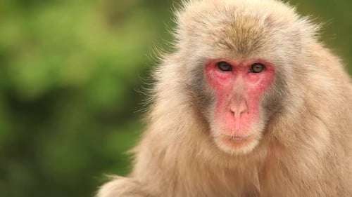 Macaco japonés (mono de nieve)