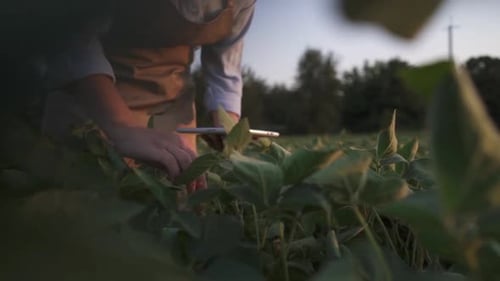 Young Farmer Walking in a Soybean Field and Examining Crop.