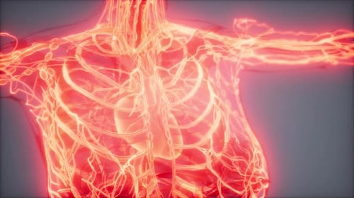 Human Body Vascular and Lymphatic Systems Scan Animation