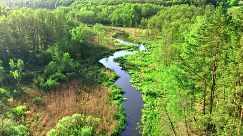 Green forest and river in spring at sunrise.