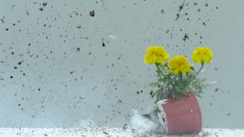 Flower pot with yellow flowers falling, Ultra Slow Motion