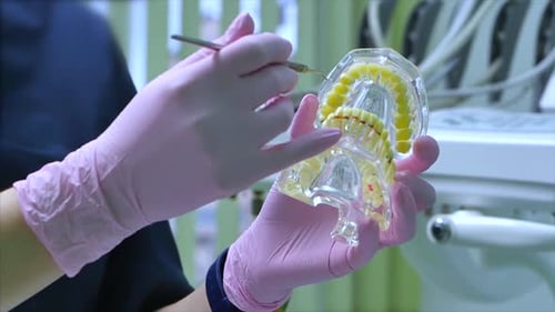 Woman Dentist Treating Teeth To Woman Patient in Clinic.Dentist Shows the Patient on the Model of