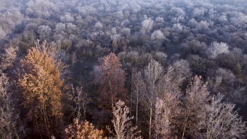 Frozen Autumn Forest From Above
