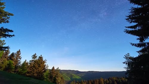 Nachthimmel voller Sterne mit Milchstraßengalaxie in Waldlandschaft