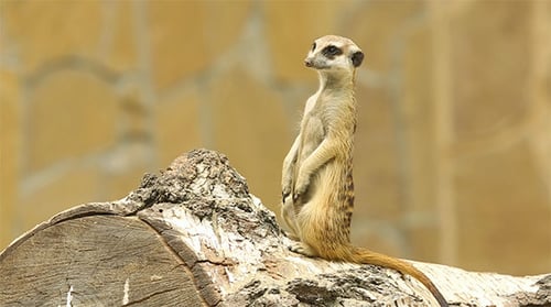 Erdmännchen