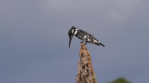 Martin-pêcheur pie, ceryle rudis, adulte debout sur un arbre mort, lac Baringo Kenya, Ralenti