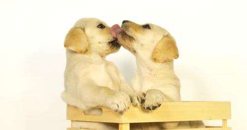 Labrador Retriever jaune, chiots jouant dans une boîte sur fond blanc, léchage, Normandie