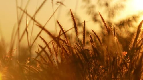 Golden Sunlight on Field Grass in Nature
