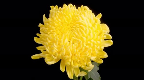 Bright Yellow Flower Blooming in Detailed Close Up