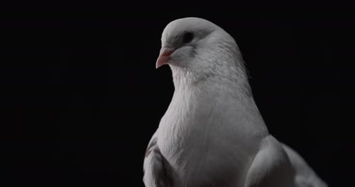 Gorgeous Dove with White Feathers in the Studio Symbolic Bird