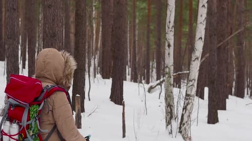 Winter Hiker Walking Through Snowy Forest Landscape