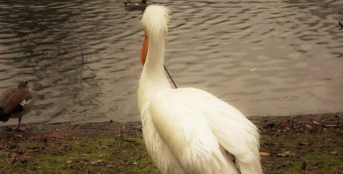 Pelican In St James's Park