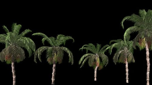 Date Stormy Trees Forest