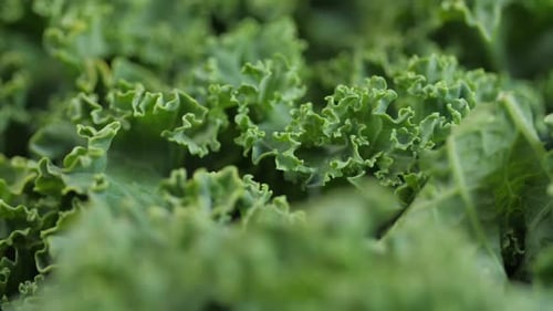 Vert vif Kale gros plan Spinning 03