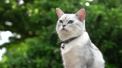 Close Up Of Silver Cute Cat Looking On Green Grass