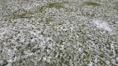 Snow covered grass.