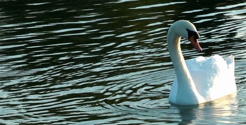 Elegant White Swans Swimming in Natural Waters