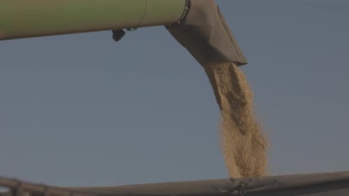 Loading of Grain By a Screw Loader