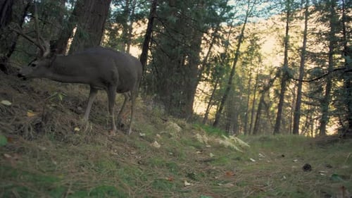Deer Foraging in a Peaceful Forest Clearing