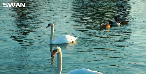 Swan