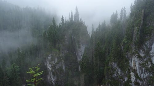 Misty Forested Mountains in Remote Wilderness