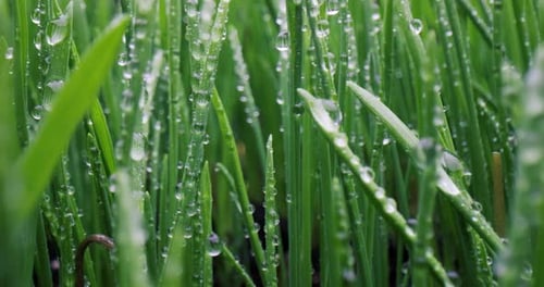 Green Grass Closeup Super Macro Shooting