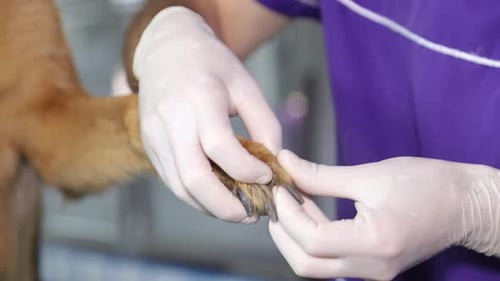 Examining Dog Paw Wearing White Gloves