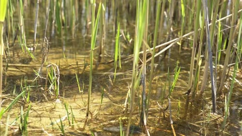 Trunks of Reeds