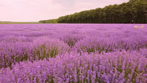 Aerial View of Flowering Purple Lavender Field