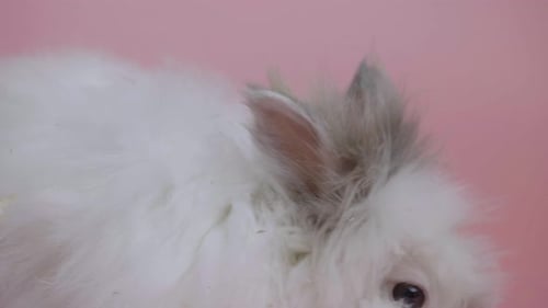 Lapin gris blanc reniflant en regardant autour de lui sur fond rose