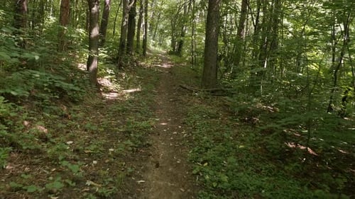 Walking through the forest POV 4K video