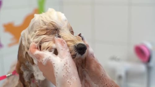 Closeup of Female Groomer Washing Face of Curly Labradoodle Dog with Shampoo in Bathtub at Grooming