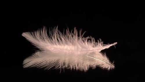 White Feather on Glossy Black Reflective Surface