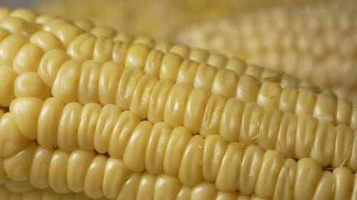 Close Up of Yellow Corn on the Cob