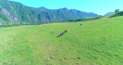 Flug über Wildpferdeherde auf Wiese. Spring Mountains Wilde Natur. Freiheitsökologie Konzept