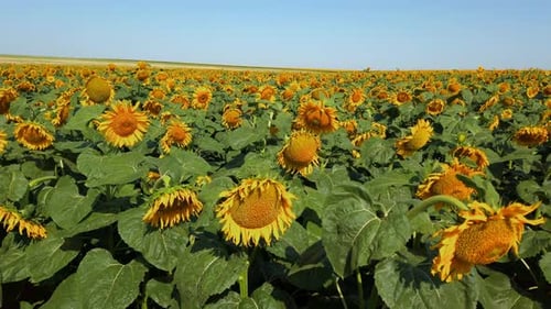 Agricultural field of sunflowers