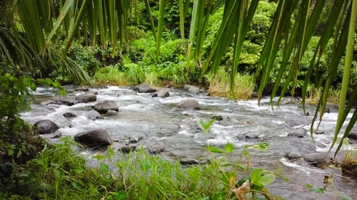 River in the Rainforest