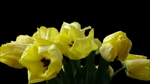 Yellow Tulips Blooming in Time Lapse on Black