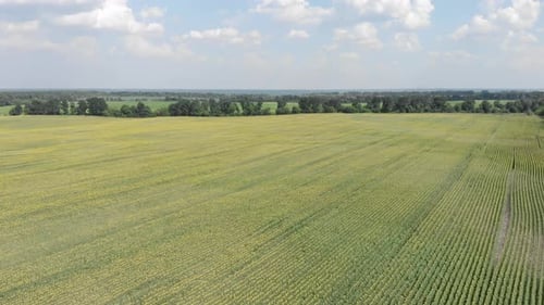 Flight over the sunflower field. Beautiful countryside landscape.