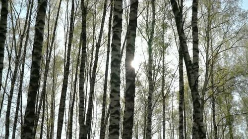 Birch trees swaying in the wind, with young leaves glowing in the sun.
