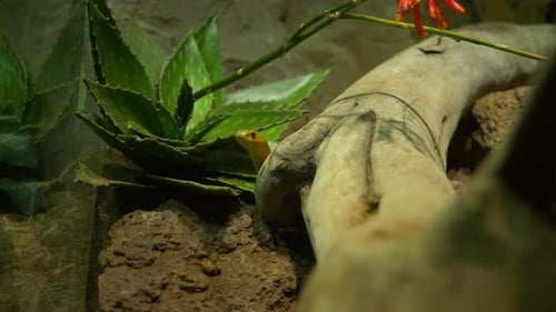 Gros plan d'un serpent montrant sa tête derrière un tronc