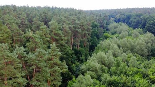 Summer quiet scenery. Mixed forest. Drone flies over treetops. Pine trees.